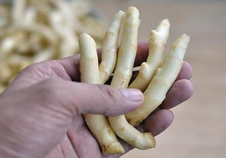 姜芽能吃嗎？姜芽怎么吃