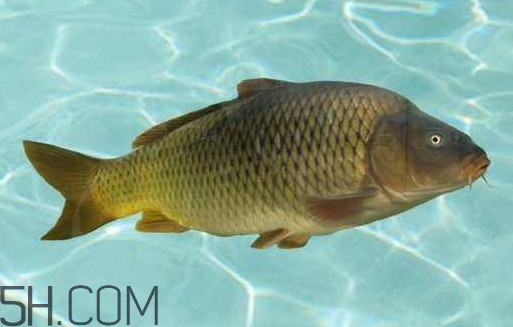 野生黃河鯉魚多少錢一斤？黃河鯉魚有幾根須