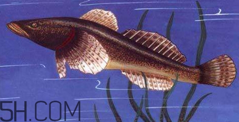 松江鱸魚多少錢一斤？松江鱸魚的松江在哪里