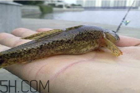 松江鱸魚能長多大？塘鱧魚和松江鱸魚有什么區(qū)別