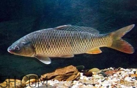 黃河鯉魚(yú)主要吃什么？黃河鯉魚(yú)和普通鯉魚(yú)的區(qū)別