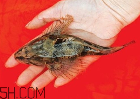 松江鱸魚哪里有？松江鱸魚什么季節(jié)吃最好