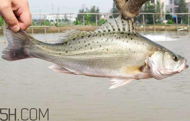鱸魚有什么功效？鱸魚怎么養(yǎng)才不愛死