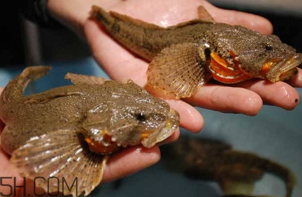 松江鱸魚多少錢一斤？松江鱸魚的松江在哪里