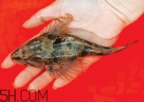 松江鱸魚怎么做？松江鱸魚養(yǎng)殖技術(shù)