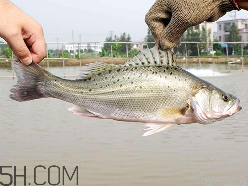 鱸魚(yú)蒸幾分鐘最好？河鱸魚(yú)和海鱸魚(yú)的區(qū)別