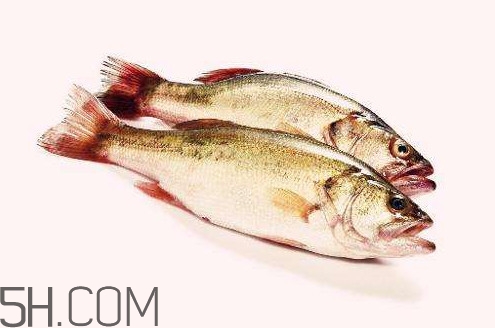 鱸魚有什么功效？鱸魚怎么養(yǎng)才不愛死