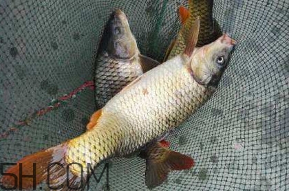黃河鯉魚(yú)主要吃什么？黃河鯉魚(yú)和普通鯉魚(yú)的區(qū)別