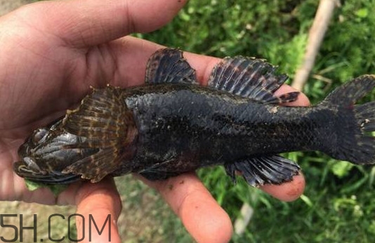 松江鱸魚能長多大？塘鱧魚和松江鱸魚有什么區(qū)別