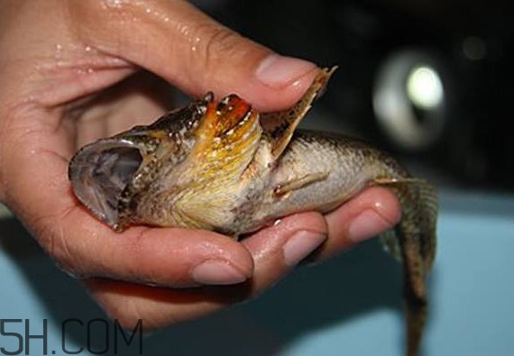 松江鱸魚產(chǎn)地在松江嗎？松江鱸魚是保護動物嗎