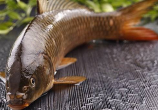 野生黃河鯉魚多少錢一斤？黃河鯉魚有幾根須