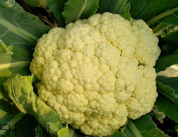青花菜和花椰菜有什么不同？花椰菜變黃還能吃嗎