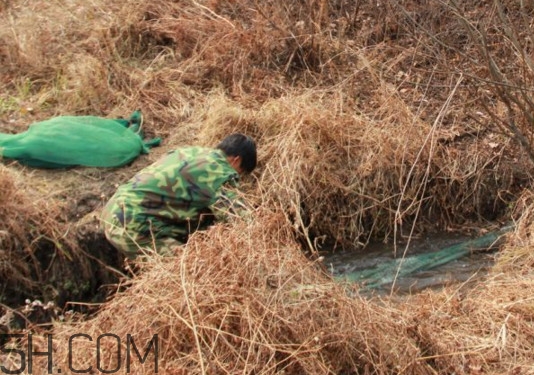 林蛙什么時(shí)候捕捉最好？林蛙主要生活在草甸子還是山上