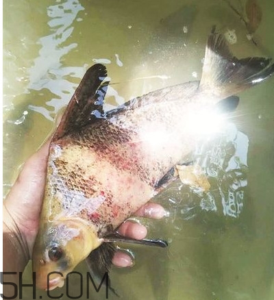 胭脂魚可以吃嗎？胭脂魚好養(yǎng)嗎