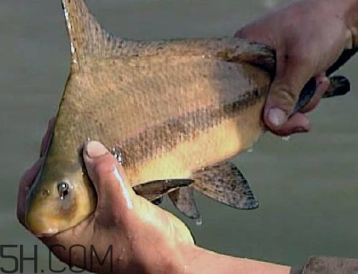 胭脂魚是冷水魚嗎？胭脂魚是熱帶魚嗎