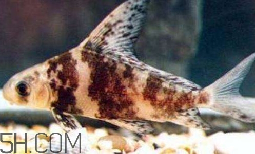 胭脂魚是冷水魚嗎？胭脂魚是熱帶魚嗎