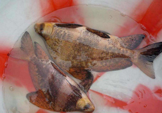 胭脂魚是冷水魚嗎？胭脂魚是熱帶魚嗎