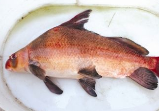 胭脂魚可以吃嗎？胭脂魚好養(yǎng)嗎