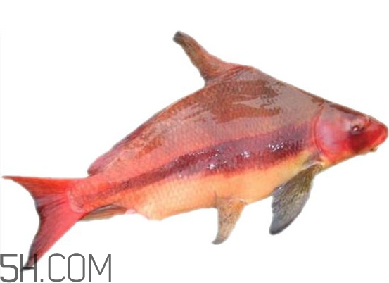 胭脂魚是什么魚？胭脂魚是保護(hù)動物嗎