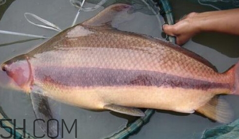 胭脂魚可以吃嗎？胭脂魚好養(yǎng)嗎