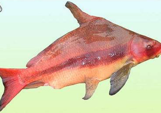 胭脂魚是什么魚？胭脂魚是保護動物嗎