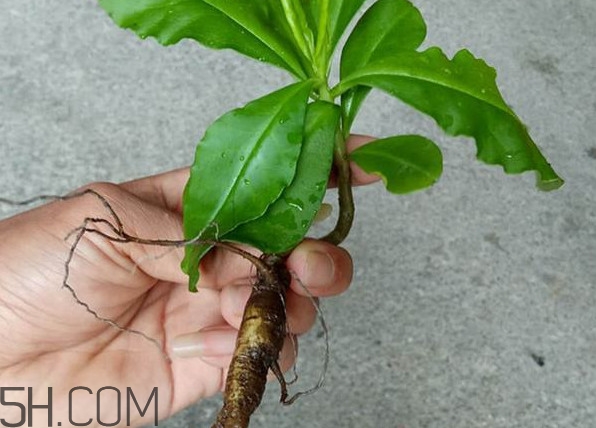 土人參怎么吃？新鮮的土人參多少錢一斤