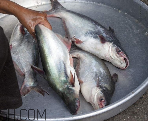 巴沙魚可以生吃嗎？巴沙魚的功效與作用