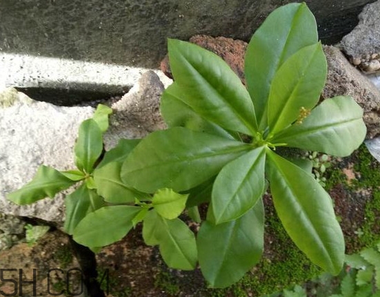 土人參有毒嗎？土人參葉子可以吃嗎？