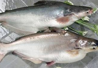 巴沙魚可以生吃嗎？巴沙魚的功效與作用