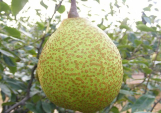 萊陽梨是哪里的？萊陽梨是什么梨