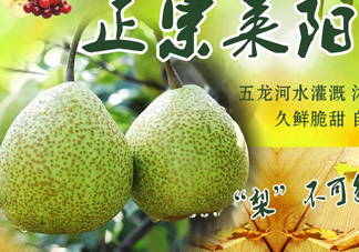萊陽梨幾月份才會有？正宗萊陽梨哪里能買的到