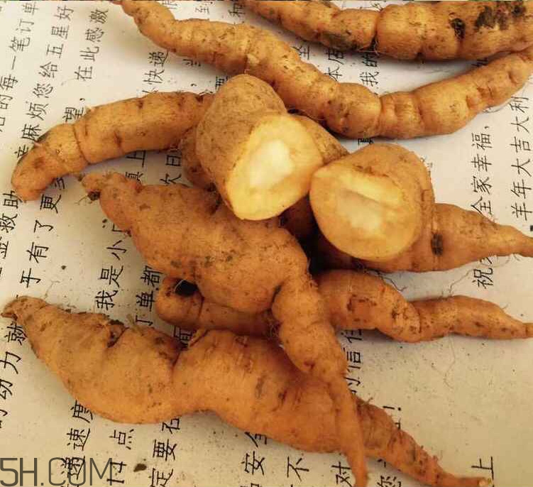 鮮地黃是什么？鮮地黃有什么功效？