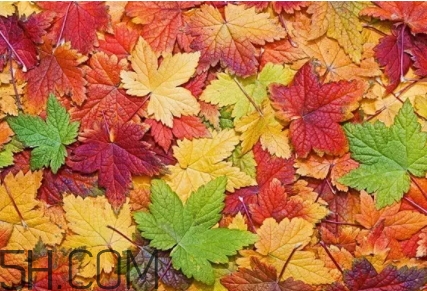 楓糖色口紅是什么顏色？楓糖色口紅試色