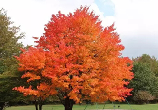 楓糖色口紅哪個(gè)牌子好？楓糖色口紅推薦