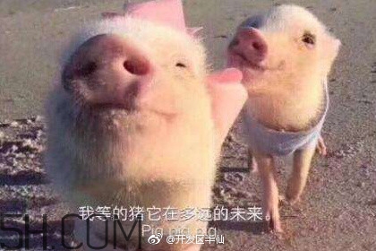 豬精女孩健康養(yǎng)生指南有哪些？豬精女孩健康養(yǎng)生指南是什么？