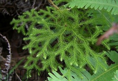 什么是伸筋草？伸筋草的功效與作用是什么？