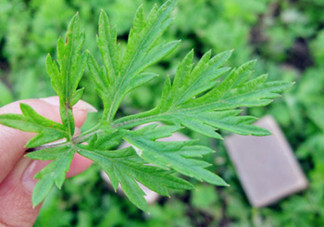艾葉草洗澡有什么好處？怎么挑選艾葉草？