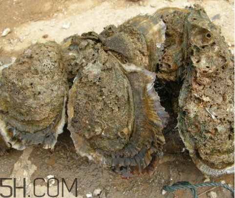 吃生蠔應(yīng)該注意哪些事項？生蠔與牡蠣的區(qū)別