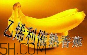 冬天可以吃葡萄嗎？冬天吃葡萄好不好？