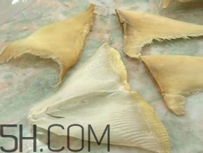真假魚翅怎么辨別？魚翅的營養(yǎng)價值