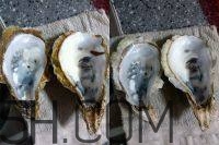 吃生蠔應(yīng)該注意哪些事項？生蠔與牡蠣的區(qū)別