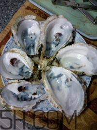 吃生蠔應(yīng)該注意哪些事項？生蠔與牡蠣的區(qū)別