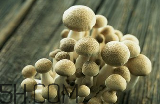 如何判斷生蠔烤熟沒(méi)有？生蠔可以和蘑菇一起吃嗎？