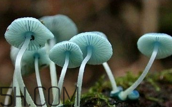 如何判斷生蠔烤熟沒(méi)有？生蠔可以和蘑菇一起吃嗎？