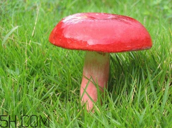 如何鑒別紅菇？紅菇的做法有哪些？