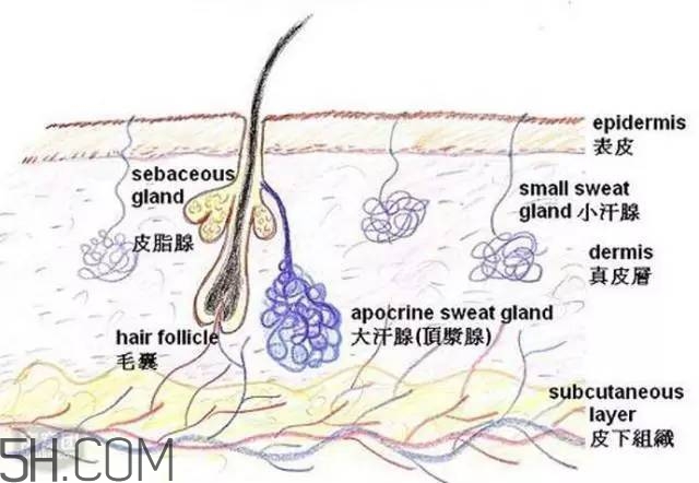 腿毛能刮嗎？腿毛能不能刮？