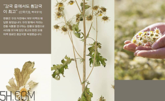 韓律護膚品怎么樣？韓律全系列介紹