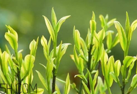 茶樹精油可以直接涂在臉上嗎？茶樹精油的功效與作用？