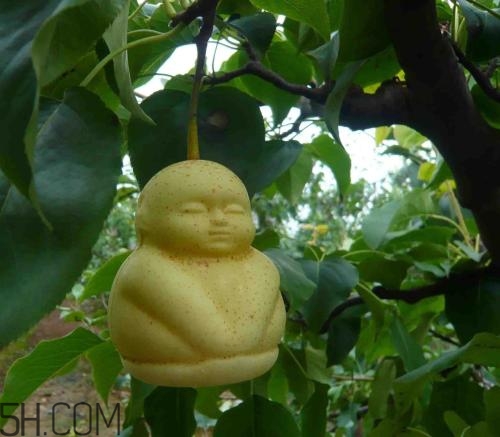 女人吃人參果有哪些好處？人參果的營(yíng)養(yǎng)價(jià)值是什么？