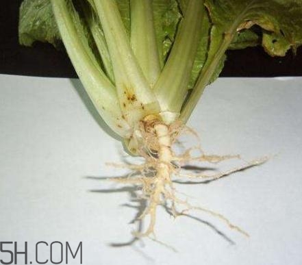 香菜根煮水怎么煮？香菜根煮水喝幾天見效？
